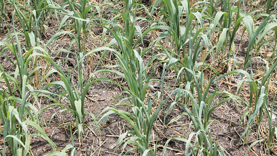 Sudangrass